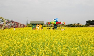 油菜花能用五彩缤纷形容吗（油菜花能用五彩缤纷形容吗对吗）