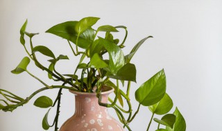 阴气较重的植物有哪些（阴气较重的植物有哪些图片）