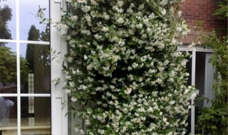 风车茉莉冬天能在室外过冬吗（风车茉莉有毒吗）