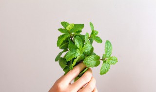 薄荷糕做法 薄荷糕配方