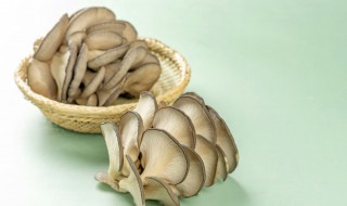 蘑菇烧鸡做法（菇烧鸡的做法）