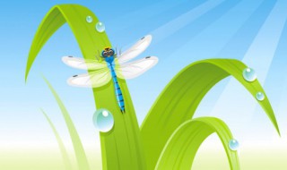 常见的益虫有哪些 常见的益虫有哪些吃哪些害虫