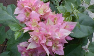 三角梅有哪些常见品种（三角梅有哪些常见品种）