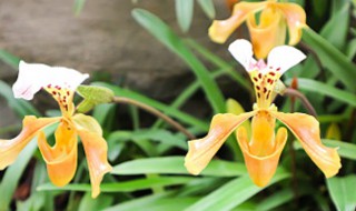 兜兰的种类有哪些（兜兰有几种）