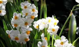 水仙花有哪些种类（水仙花有哪些种类图片）