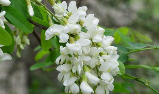 蝶形花科植物有哪些 蝶形花科植物有哪些特征