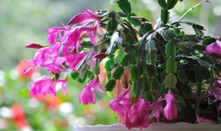 要睡眠的花朵有哪些 要睡眠的花朵有哪些图片