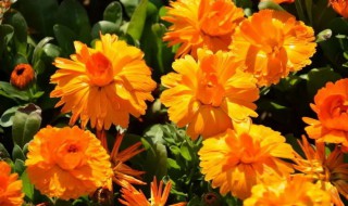 金盏菊有哪些特性（金盏菊的特性）