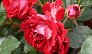 红色藤月季有哪些品种（红色藤月季有哪些品种名称）