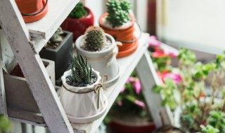 哪些植物适合辅苔藓（适合铺苔藓的植物）