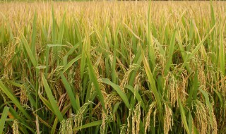 水稻虫害主要有哪些 水稻的虫害有哪些