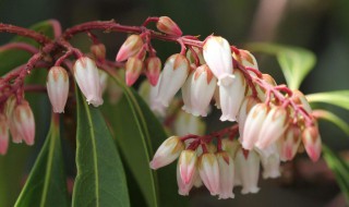 马醉木有哪些品种 马醉木有哪些品种图片