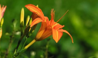 萱草有哪些不同的品种（萱草有几个品种）