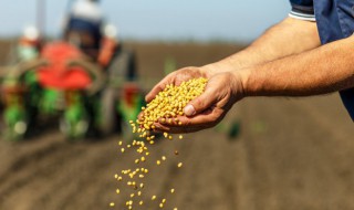 有哪些植物传播种子的方法有哪些 有哪些植物传播种子的方法有哪些图片