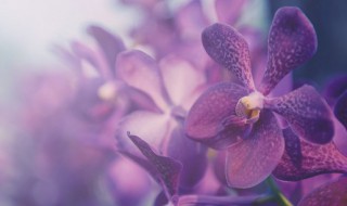 可以转运的室内植物有哪些(可以转运的室内植物有哪些图片)