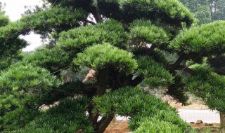 常绿乔木有哪些树种 灌木有哪些树种