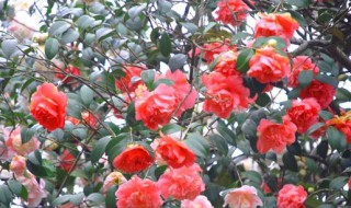 十八学士是哪些花卉 十八学士是什么品种的花