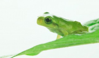 捉害虫的动物有哪些 捉害虫的动物有哪些?分别捉什么地方的害虫?