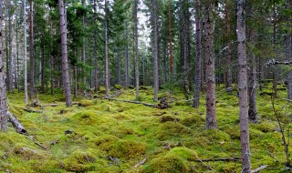 针叶林在我国哪些地区比较常见（针叶林分布在我国哪些地方）