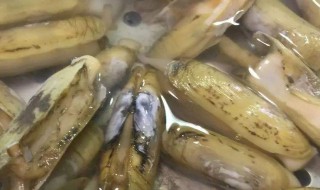 怎么样能把蛏子的清洗干净（怎么样能把蛏子的清洗干净呢）