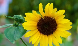 向日葵的保存方法（向日葵的保存方法有哪些）