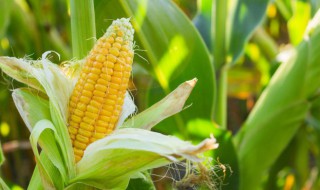 鲜玉米的保存方法（鲜玉米的保存方法有哪些）