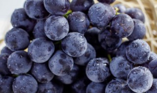 新鲜葡萄的保存方法（新鲜葡萄的保存方法和时间）