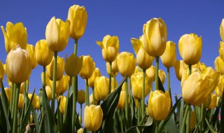 代表健康的花有哪些 代表健康的花有哪些名字