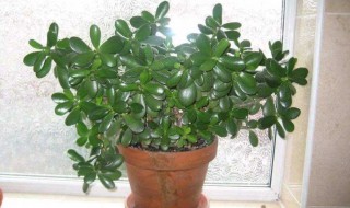 四大镇宅之树有哪些 四大镇宅之树有哪些图片