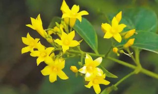 “断肠草”有哪些（断肠草有哪些功效）