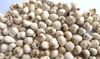 贝母有哪些品种（贝母有哪些品种的）