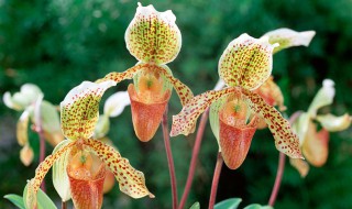 常见的兜兰有哪些种类 常见的兜兰有哪些种类