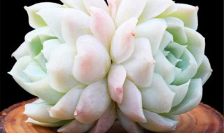 多肉植物有哪些种类（多肉植物有哪些种类名称）