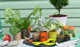 完全花和不完全花有哪些 完全花和不完全花有哪些不同