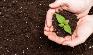 哪些树一年四季都是绿色的（哪些树一年四季都是绿色的植物）