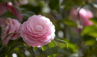 两性花有哪些常见的 两性花有哪些常见的品种