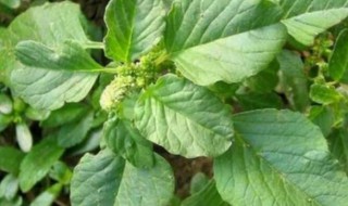 常见的野菜有哪些（野菜的种类和图片大全）