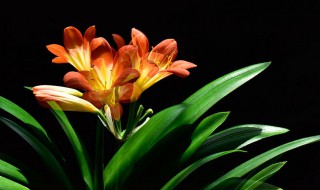 君子兰干到什么程度浇水 君子兰干到什么程度才能浇水