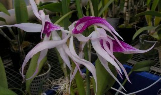 卡特兰有哪些不同的品种 卡特兰有哪些不同的品种名称