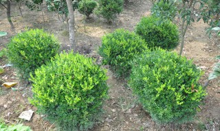 常绿灌木有哪些 常绿树有哪几种