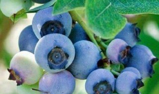 法新蓝莓品种介绍 目前最好的蓝莓品种排名