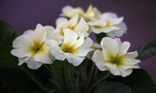 报春花有哪些种类 哪些花属于报春花