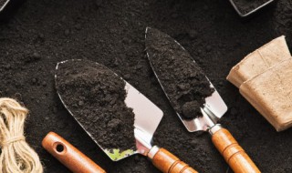 11月份可以种蒜苗吗 11月份可以种蒜苗吗