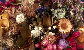 干花有哪些 可以做干花的花材有哪些