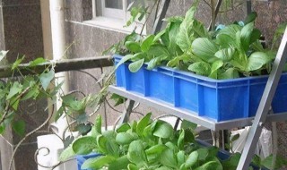 常见的无土栽培方式有哪些 常用的无土栽培的方式有哪些