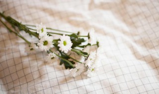 盆栽小雏菊的养殖方法和注意事项 小雏菊的养殖方法和注意事项有哪些