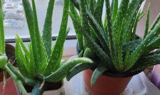 芦荟有几种（芦荟有几种哪种最好）