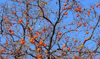 哪些树可以嫁接金弹子 那些树可以嫁接金弹子