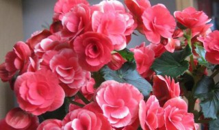 丽格海棠有哪些品种(丽格海棠有哪些品种图片)