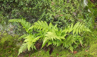 观赏蕨类植物都有哪些（观赏蕨类植物都有哪些种类）